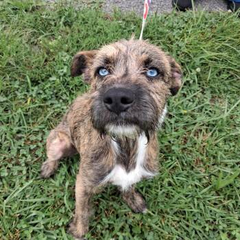 Deisel -  Terrier Dog for Adoption in Maynardville, Tennessee - Deisel | PetCurious
