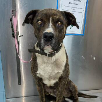 Rescue American Bully Dogs for Adoption in Orangeburg, South Carolina - Akon | PetCurious