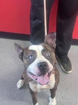 Helen -  Mixed Breed Dog for Adoption in West Chester, Pennsylvania - Helen | PetCurious