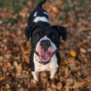 Rescue Terrier Dogs for Adoption in Waynesboro, Pennsylvania - Nadia | PetCurious