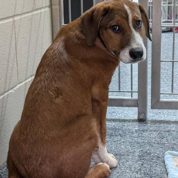 Larry -  Hound and Mixed Breed Dog for Adoption in Buchanan Dam, Texas - Larry | PetCurious