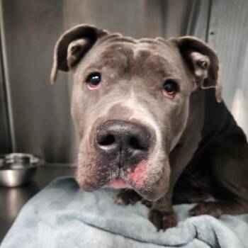 Tiramisu -  Pit Bull Terrier Dog for Adoption in Greensboro, North Carolina - Tiramisu | PetCurious