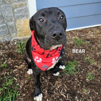 Bear -  Pit Bull Terrier and Mixed Breed Dog for Adoption in Madisonville, Tennessee - Bear | PetCurious
