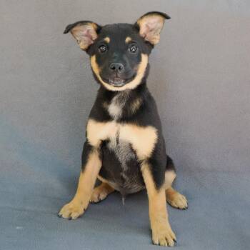 Australian Cattle Dog Blue Heeler and Mixed Breed Dogs Available for Adoption in Richmond, California - BRONCO | PetCurious