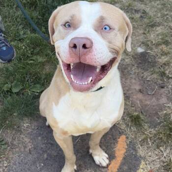 Mayson -  Pit Bull Terrier Dog for Adoption in Newark, New Jersey - Mayson | PetCurious
