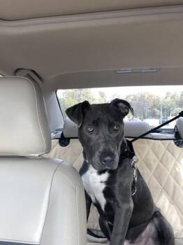 Mixed Breed Dogs Available for Adoption - Sully | PetCurious