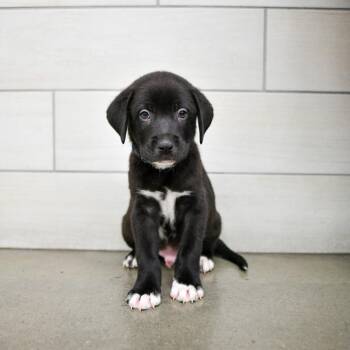 Nitro -  Pit Bull Terrier and Great Pyrenees Dog for Adoption in West Jordan, Utah - Nitro | PetCurious