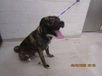 Gunther (882) -  Dutch Shepherd Dog for Adoption in Marietta, Georgia - Gunther (882) | PetCurious