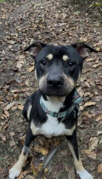 ALMOND -  Doberman Pinscher and Boxer Dog for Adoption in Millerstown, Pennsylvania - ALMOND | PetCurious