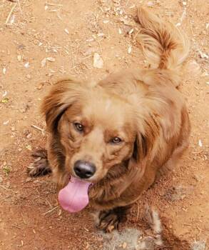 Golden Retriever Dogs Available for Adoption in Troy, Virginia - Frederick | PetCurious