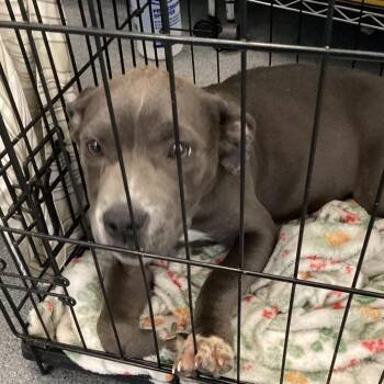 Alani -  Pit Bull Terrier Dog for Adoption in Montgomery, Alabama - Alani | PetCurious
