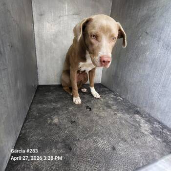 American Staffordshire Terrier Dogs Available for Adoption in San Antonio, Texas - DANCER | PetCurious