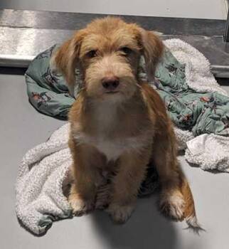 Scooter~FOSTER or FOSTER TO ADOPT NEEDED~ -  Terrier Dog for Adoption in Minneapolis, Minnesota - Scooter~FOSTER Or FOSTER TO ADOPT NEEDED~ | PetCurious
