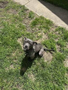 American Staffordshire Terrier Dogs Available for Adoption in Grand Rapids, Michigan - Mickey | PetCurious