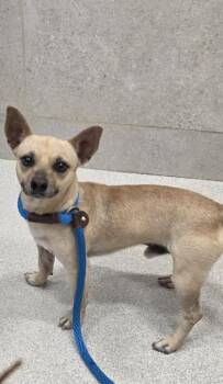 Parson Russell Terrier and Chihuahua Dogs Available for Adoption in Honolulu, Hawaii - Koke | PetCurious