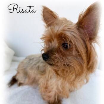 Yorkshire Terrier Dogs Available for Adoption in Tulsa, Oklahoma - Risata | PetCurious