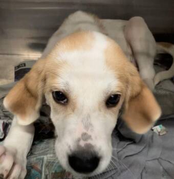 Parker -  Foxhound Dog for Adoption in Parma, Ohio - Parker | PetCurious