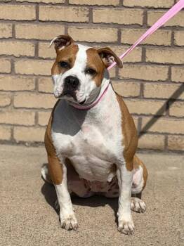 Boxer Dogs Available for Adoption - Gemma Marie | PetCurious