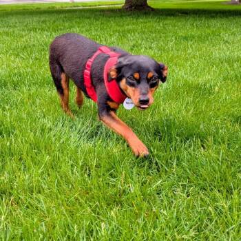 Shiba Inu and Miniature Pinscher Dogs Available for Adoption in Normal, Illinois - Sprite | PetCurious