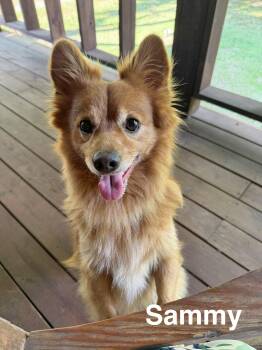 Sammy -  Pomeranian Dog for Adoption in Manchester, Connecticut - Sammy | PetCurious