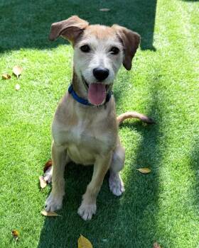 Wheaten Terrier and Jack Russell Terrier Dogs Available for Adoption - Roo | PetCurious