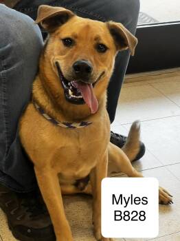 Myles -  Labrador Retriever Dog for Adoption in Morganton, North Carolina - Myles | PetCurious