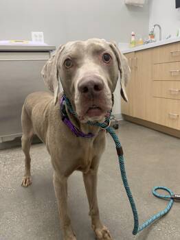 Chance -  Weimaraner Dog for Adoption - Chance | PetCurious