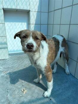 Parson Russell Terrier Dogs Available for Adoption - SOPAIPILLA | PetCurious