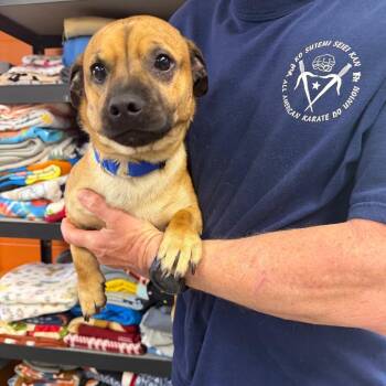 Jack Russell Terrier Dogs Available for Adoption in Parkersburg, West Virginia - Yogi | PetCurious