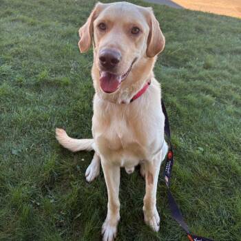 Ranger -  Labrador Retriever and Mixed Breed Dog for Adoption in Clavet, Saskatchewan - Ranger | PetCurious