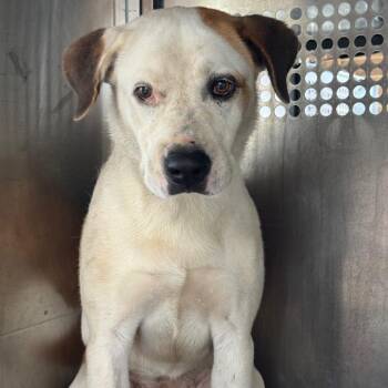 Medina -  Pit Bull Terrier Dog for Adoption in Birmingham, Alabama - Medina | PetCurious