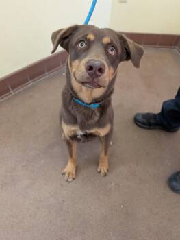 Rottweiler and Husky Dogs Available for Adoption - Dracko | PetCurious