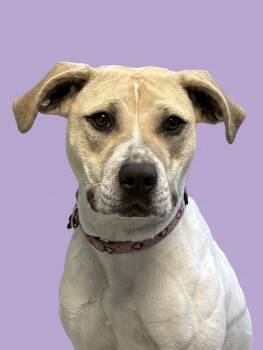 Ophelia -  Hound Dog Available for Adoption in Hazlet, New Jersey - Ophelia | PetCurious
