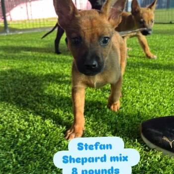 Rescue German Shepherd Dog Dogs for Adoption in Tampa, Florida - Stefan | PetCurious