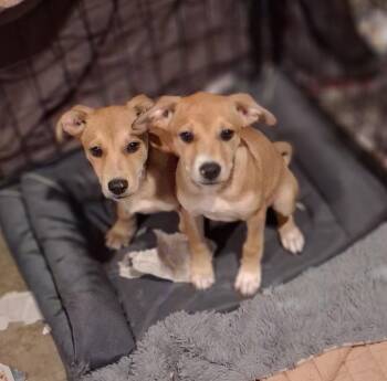 Cashew -  Chihuahua and Dachshund Dog for Adoption in Raeford, North Carolina - Cashew | PetCurious