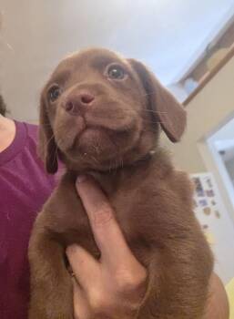 Mothers Craving : Pudding -  Dachshund and Beagle Dog for Adoption in Aurora, Indiana - Mothers Craving : Pudding | PetCurious