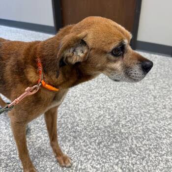 Decker -  Pug and Terrier Dog for Adoption in Carroll, Iowa - Decker | PetCurious