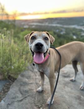 Morning Glory You NEED to meet her -  Shar Pei and Labrador Retriever Dog for Adoption in Austin, Texas - Morning Glory You NEED To Meet Her | PetCurious