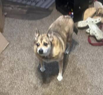 Peanut (CP) -  Chihuahua Dog for Adoption in Livonia, Michigan - Peanut (CP) | PetCurious