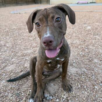 Kaia -  Pit Bull Terrier Dog for Adoption in Kanab, Utah - Kaia | PetCurious