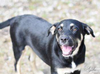 Rescue Labrador Retriever and Hound Dogs for Adoption in Conroe, Texas - Azalea (Ruth