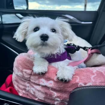 Cartman aka Carti -  Maltese Dog for Adoption in Sinking Spring, Pennsylvania - Cartman Aka Carti | PetCurious