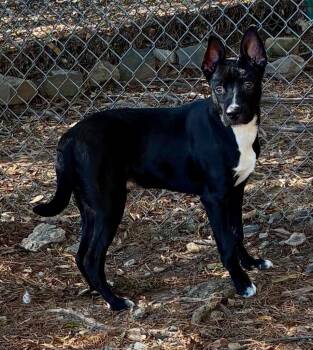 Rescue Shepherd Dogs for Adoption in Little Rock, Arkansas - Scotty | PetCurious