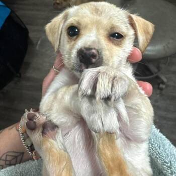 Zucchini -  Chihuahua and Pomeranian Dog for Adoption in Tacoma, Washington - Zucchini | PetCurious
