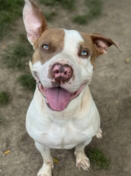 Fawn -  Pit Bull Terrier Dog for Adoption in Anderson, Indiana - Fawn | PetCurious