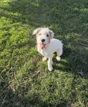 Airedale Terrier and Australian Shepherd Dogs Available for Adoption in Coeur D