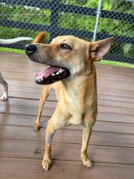 Oly -  Mixed Breed Dog for Adoption in New York, New York - Oly | PetCurious