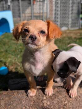 Fraggle -  Chihuahua Dog for Adoption in Bellingham, Washington - Fraggle | PetCurious