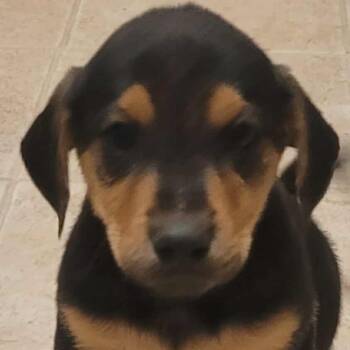 Rescue Doberman Pinscher Dogs for Adoption in Fredericksburg, Virginia - Fearless Fizz | PetCurious