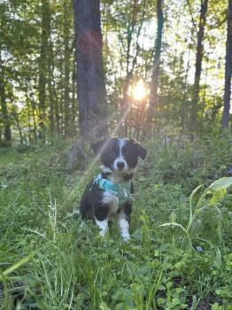 Ringo #5227 -  Border Collie Dog Available for Adoption in Ontario, California - Ringo #5227 | PetCurious
